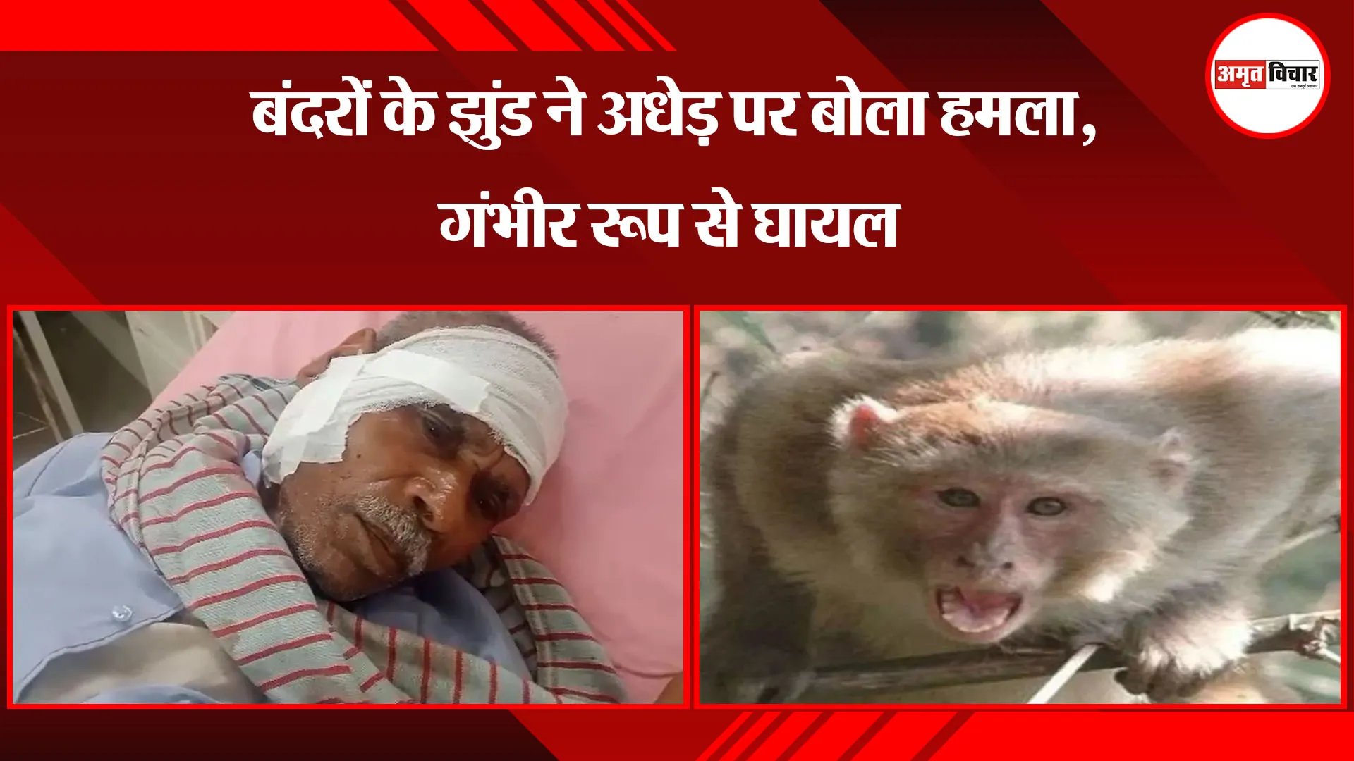 बरेली: बंदरों के झुंड ने अधेड़ पर बोला हमला, गंभीर रूप से घायल