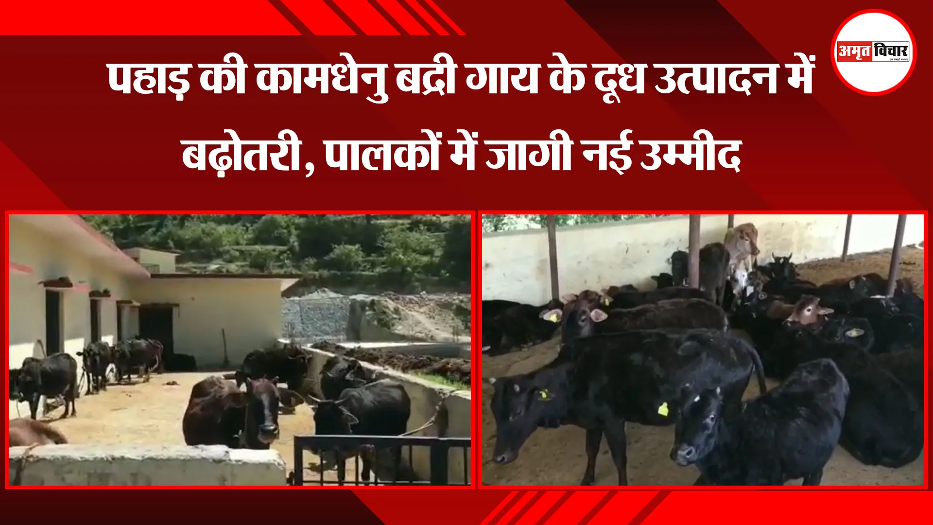 हल्द्वानी: पहाड़ की कामधेनु बद्री गाय के दूध उत्पादन में बढ़ोतरी, पालकों में जागी नई उम्मीद