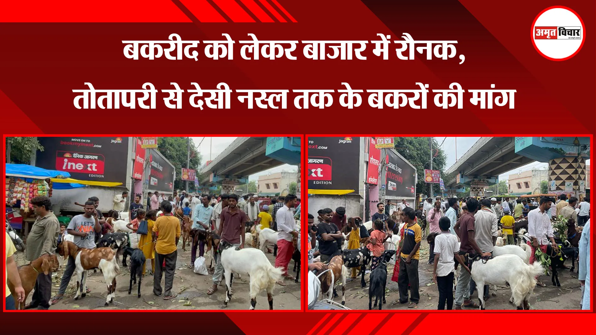 बरेली: बकरीद को लेकर बाजार में रौनक, तोतापरी से देसी नस्ल तक के बकरों की मांग