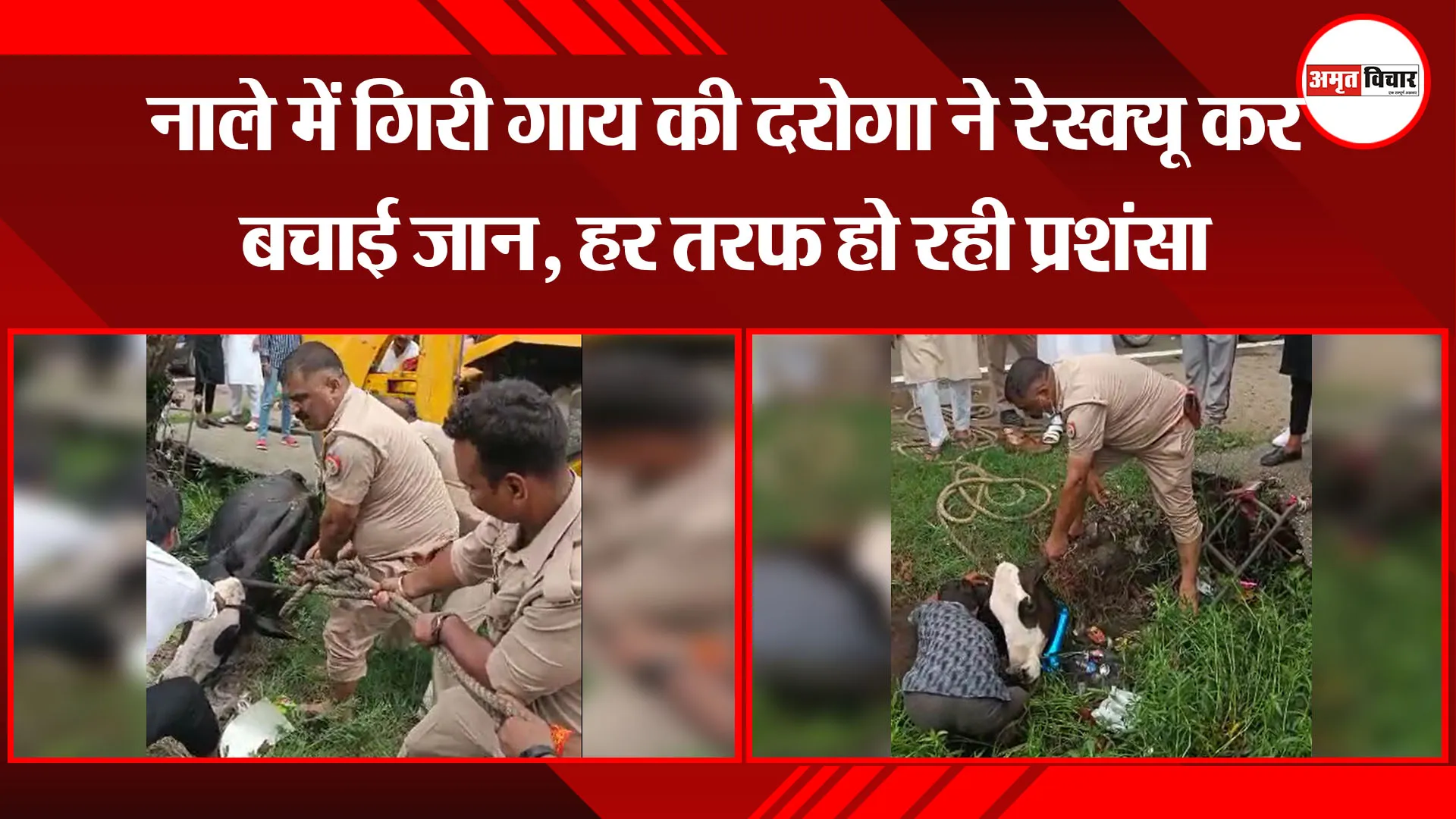 मुरादाबाद: नाले में गिरी गाय की दरोगा ने रेस्क्यू कर बचाई जान, हर तरफ हो रही प्रशंसा