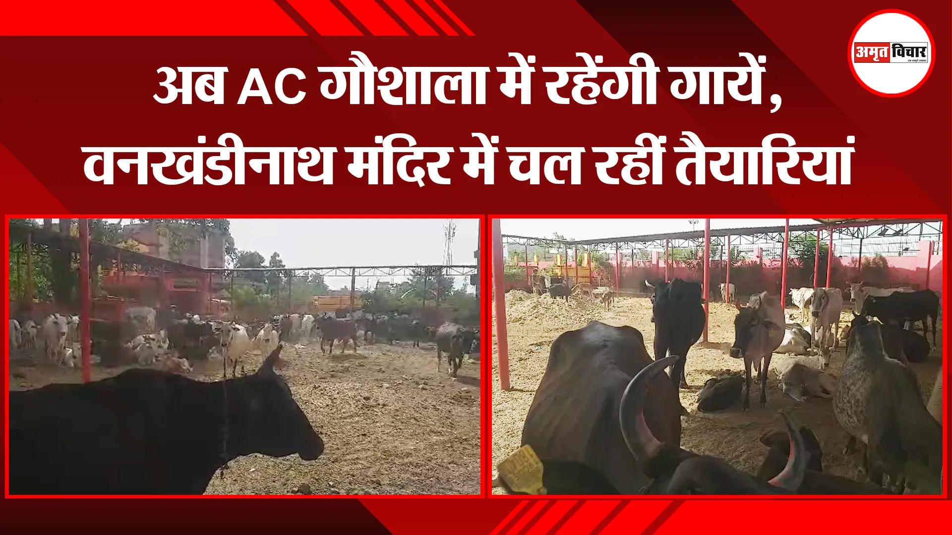 बरेली: अब AC गौशाला में रहेंगी गायें, वनखंडीनाथ मंदिर में चल रहीं तैयारियां