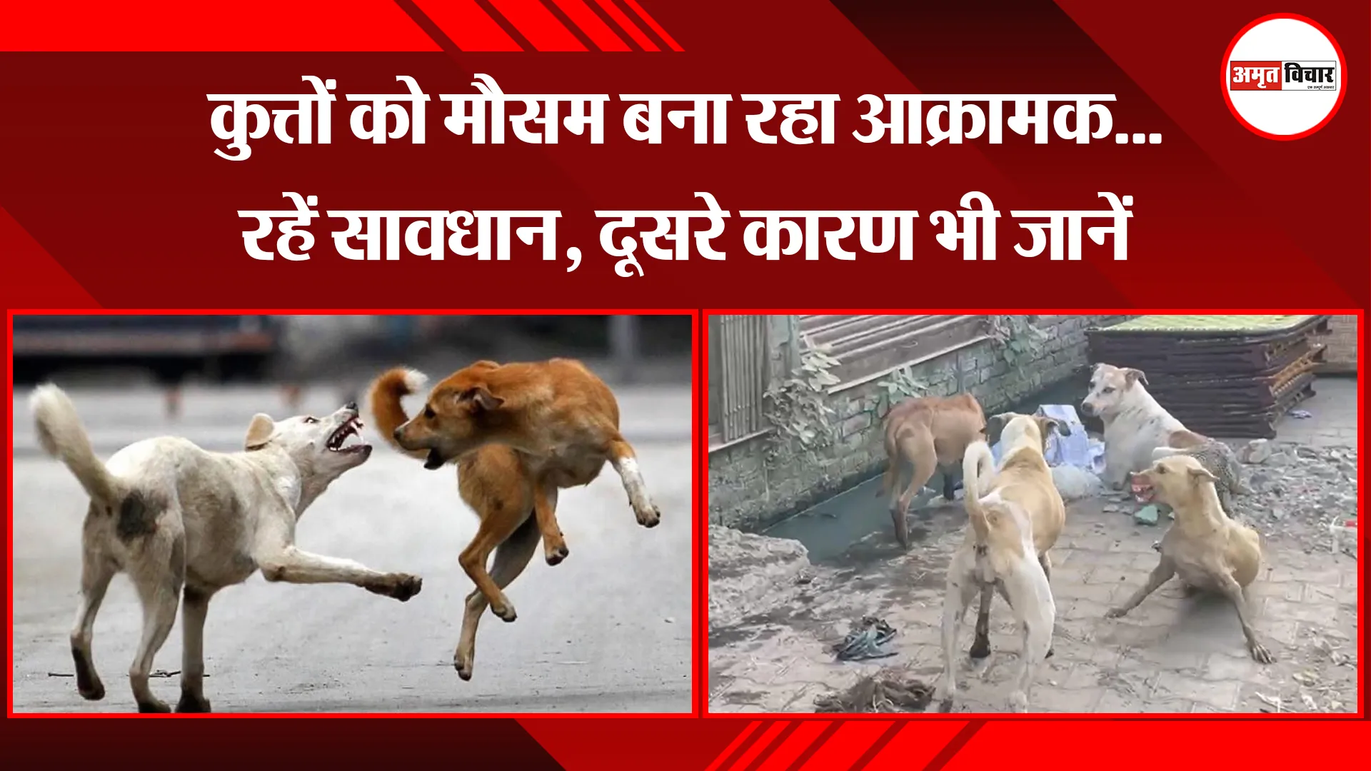 बरेली: कुत्तों को मौसम बना रहा आक्रामक...रहें सावधान, दूसरे कारण भी जानें