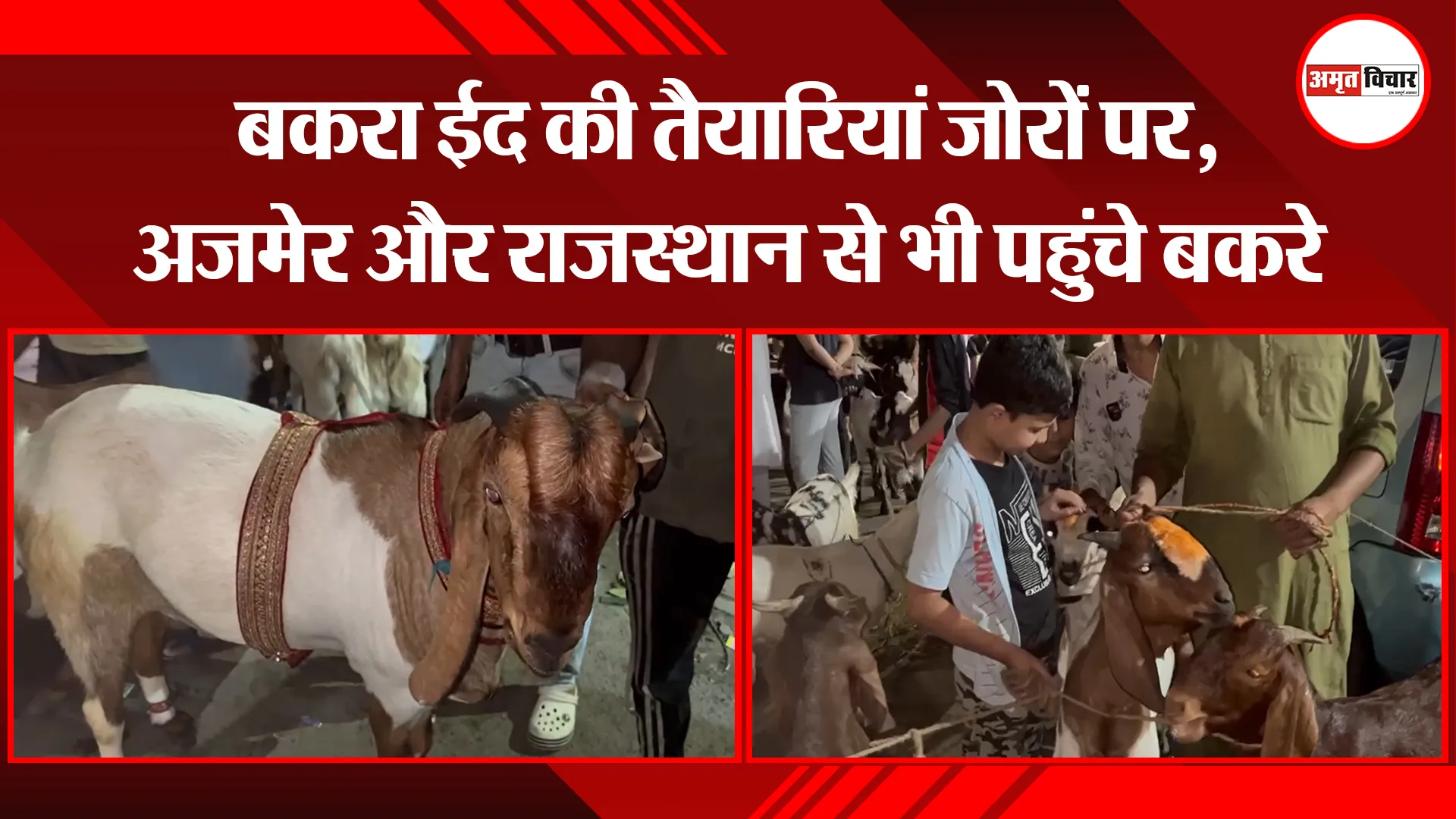 हल्द्वानी: बकरा ईद की तैयारियां जोरों पर, अजमेर और राजस्थान से भी पहुंचे बकरे