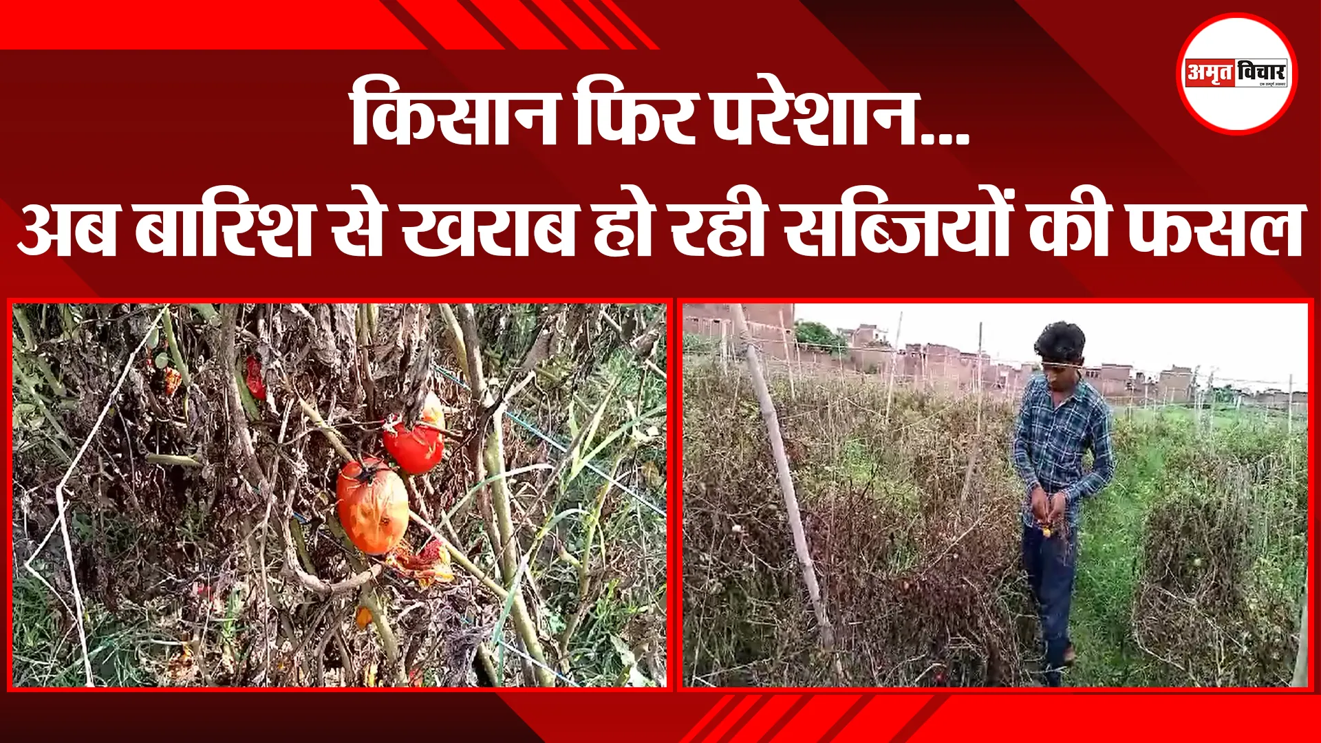 मुरादाबाद: किसान फिर परेशान...अब बारिश से खराब हो रही सब्जियों की फसल