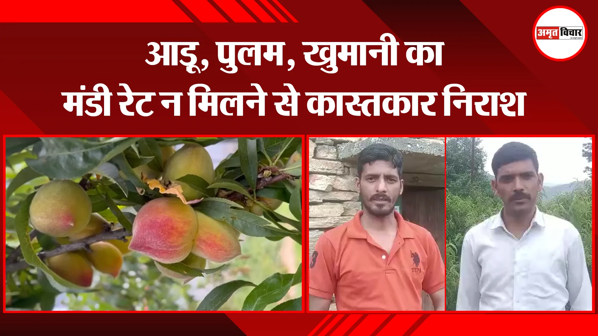 मुक्तेश्वर: आड़ू, पुलम, खुमानी का मंडी रेट न मिलने से कास्तकार निराश