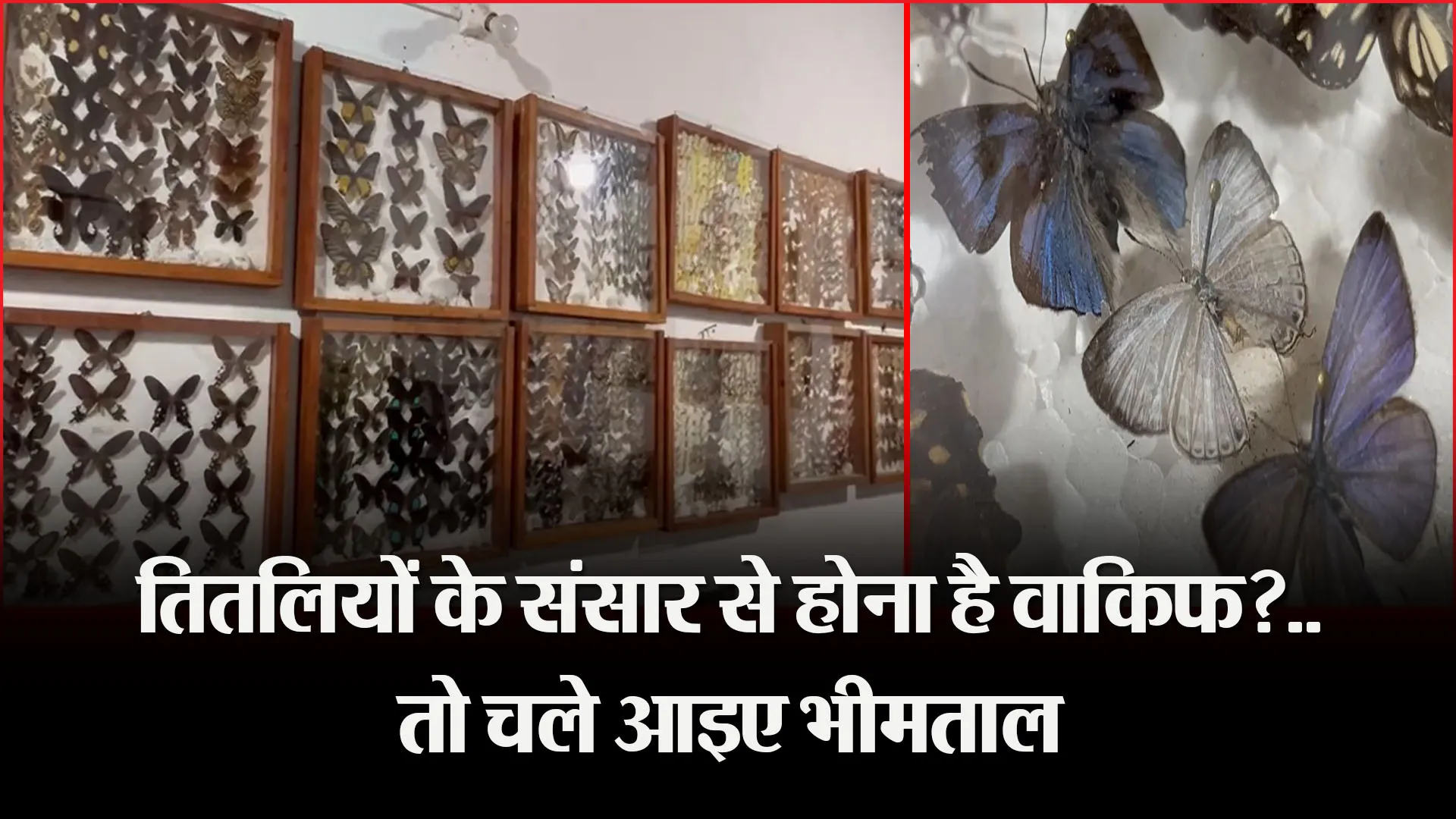 भीमताल: तितलियों के संसार से होना है वाकिफ?...तो चले आइए भीमताल