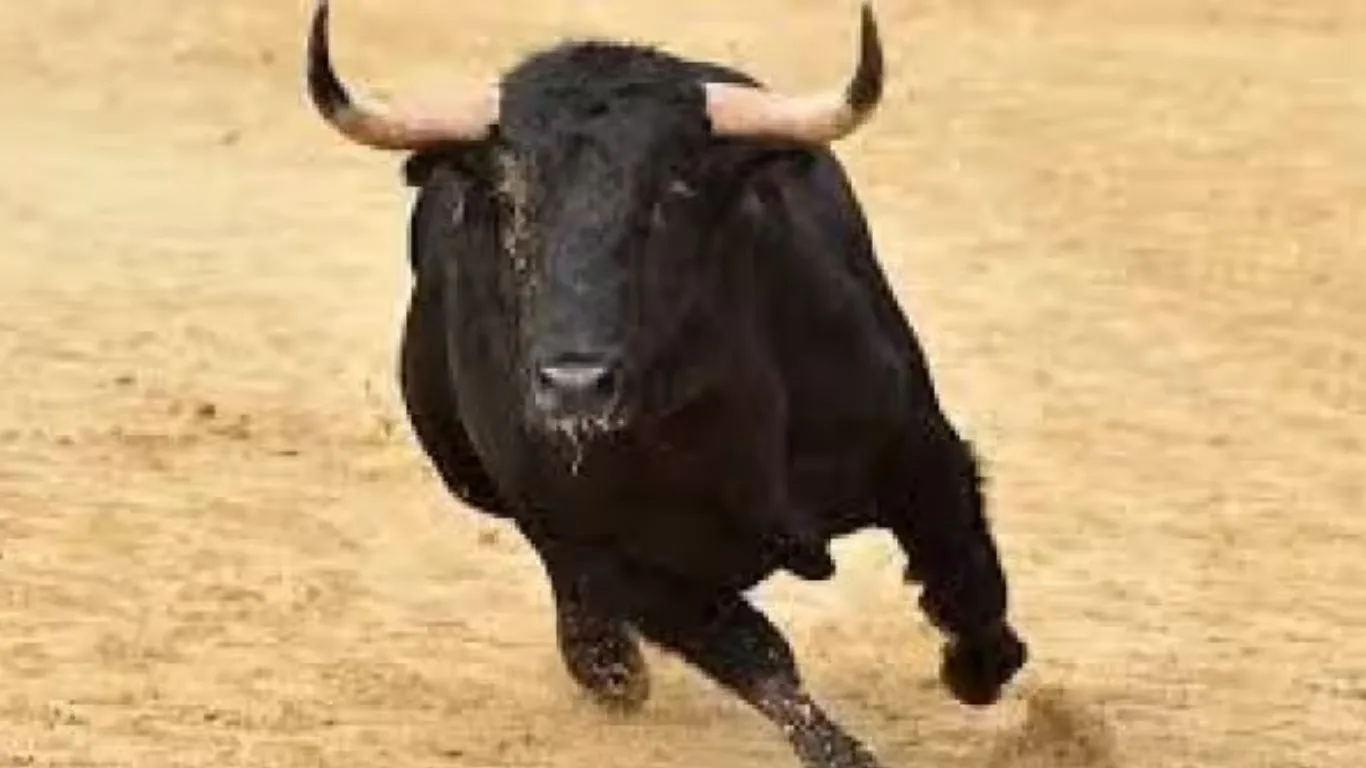 Tanakpur News: आवारा पशु के हमले में दिव्यांग घायल, प्राथमिक उपचार के बाद हुआ डिस्चार्ज