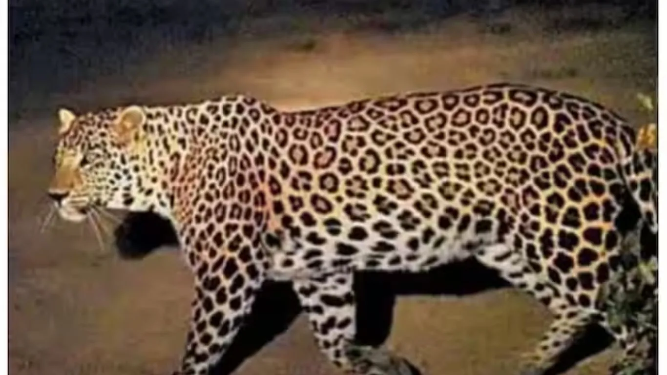बाजपुरः स्कूल के आसपास तेंदुए की दस्तक से दहशत का माहौल