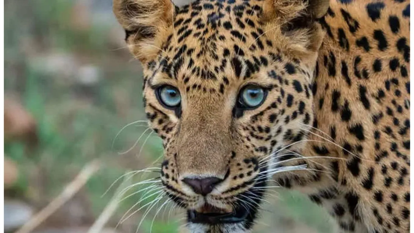 Kashipur News: तेंदुए ने बकरी पर किया हमला, घायल, ग्रामीणों ने वन विभाग पर लगाया लापरवाही का आरोप