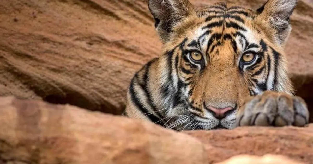 बाजपुर: युवक की कार की बोनट पर चढ़ा गुलदार 