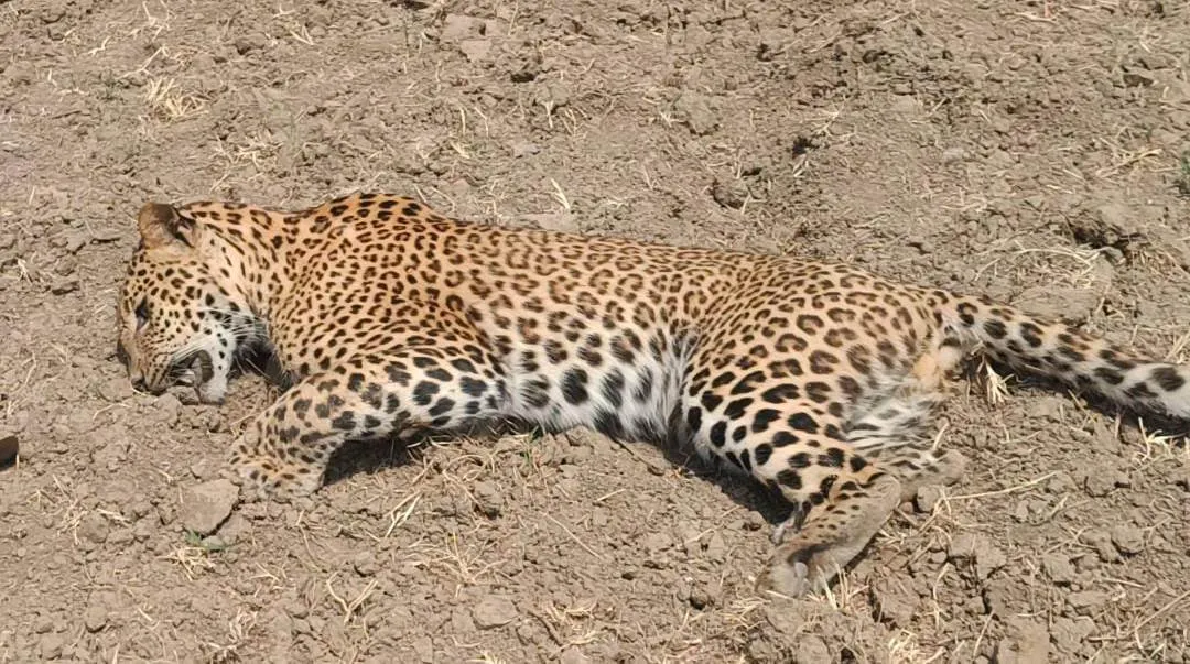 पीलीभीत टाइगर रिजर्व के एक और तेंदुए की मौत, शव मिलने से हड़कंप