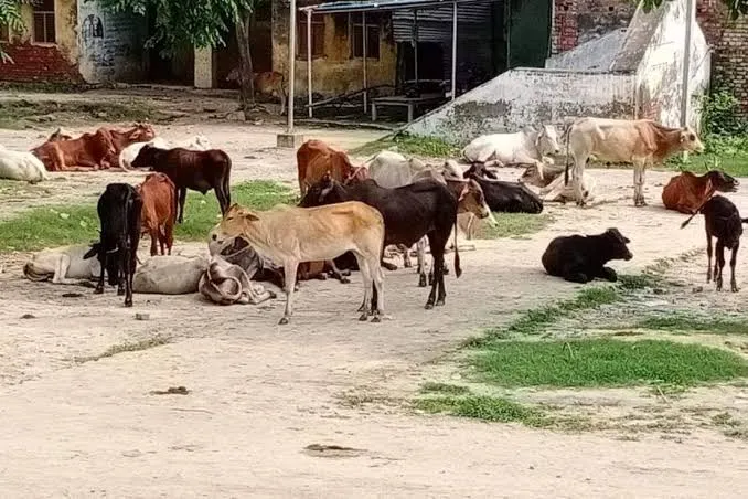 शाहजहांपुर; बेसहारा पशु अपनाइए सरकार से हर माह 930 रुपये पाइए, इस योजना बारे में जानिए