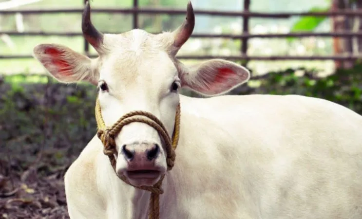 बरेली: तीन माह से नहीं मिली प्रोत्साहन राशि, कैसे होगा गोवंशीय पशुओं का पालन