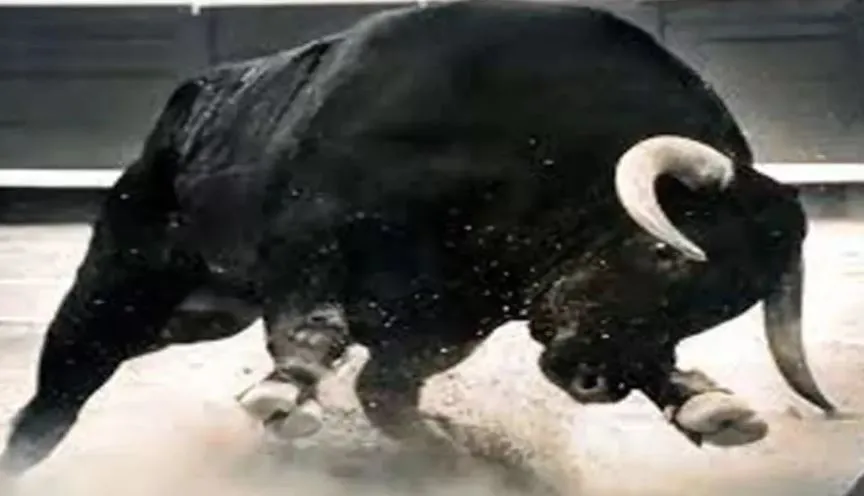 बरेली: कुत्ता-बंदर के बाद सांड का हमला, मढ़ीनाथ में बुजुर्ग को सड़क पर पटका