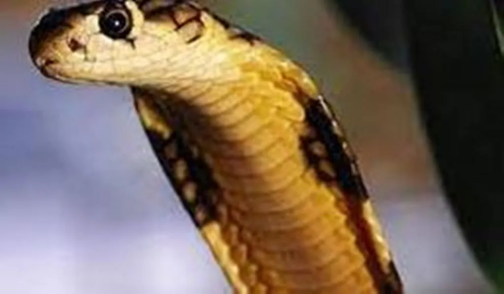 बरेली: घर में सो रही युवती को सांप ने काटा, इलाज के दौरान मौत 