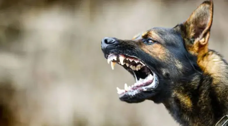 बरेली: सीबीगंज क्षेत्र में हिंसक कुत्तों ने फिर से बच्चों पर बोला हमला, दो घायल