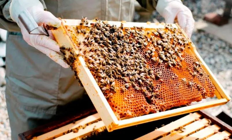 मधुमक्खियां और मक्खियां शहरों में अधिक फल-सब्जी उत्पादन की कुंजी हैं: शोध रिपोर्ट