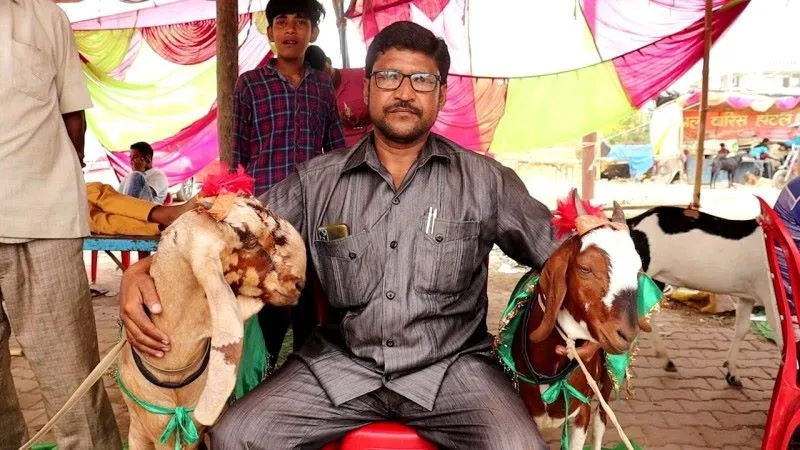 लखनऊ में बिक रहे 51 लाख के बकरे, गर्दन पर 'अल्लाह' लिखा होने का हो रहा दावा