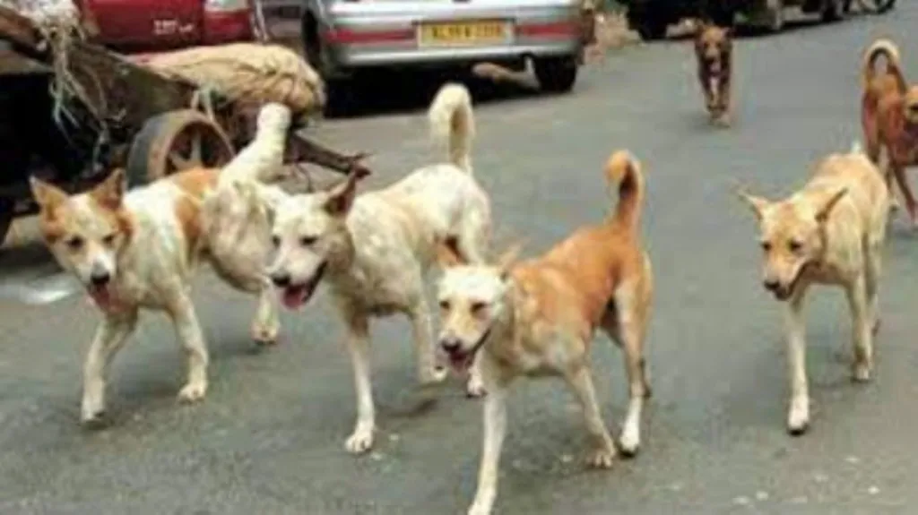 बरेली: खूंखार कुत्तों ने फिर एक बच्चे पर किया हमला, निजी अस्पताल में भर्ती 