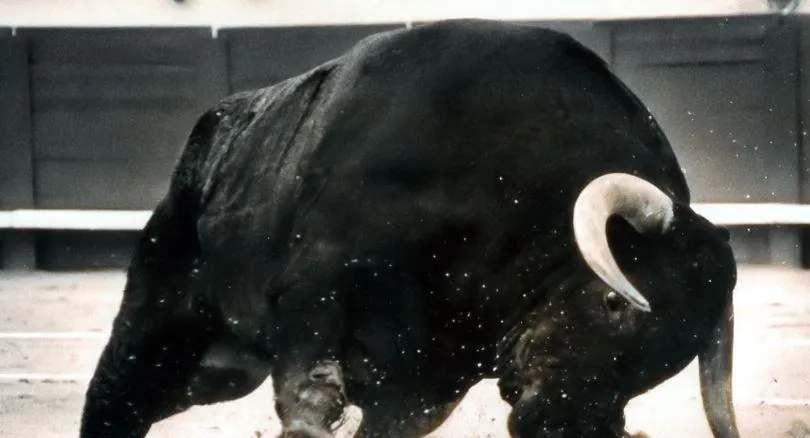 शाहजहांपुर: सांड़ ने पटककर बुजुर्ग को किया घायल, बरेली ले जाते मौत