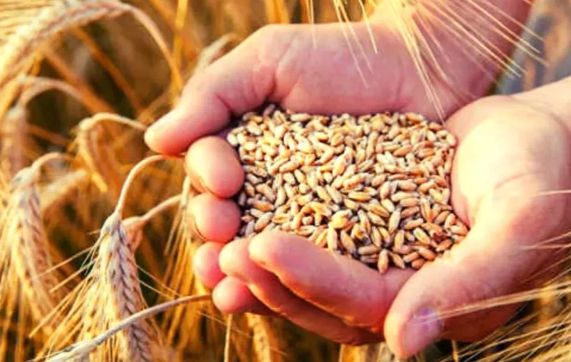 सरकार ने अगले साल मार्च तक गेहूं पर भंडारण सीमा की लागू, 15 साल में पहली बार उठाया ऐसा कदम 
