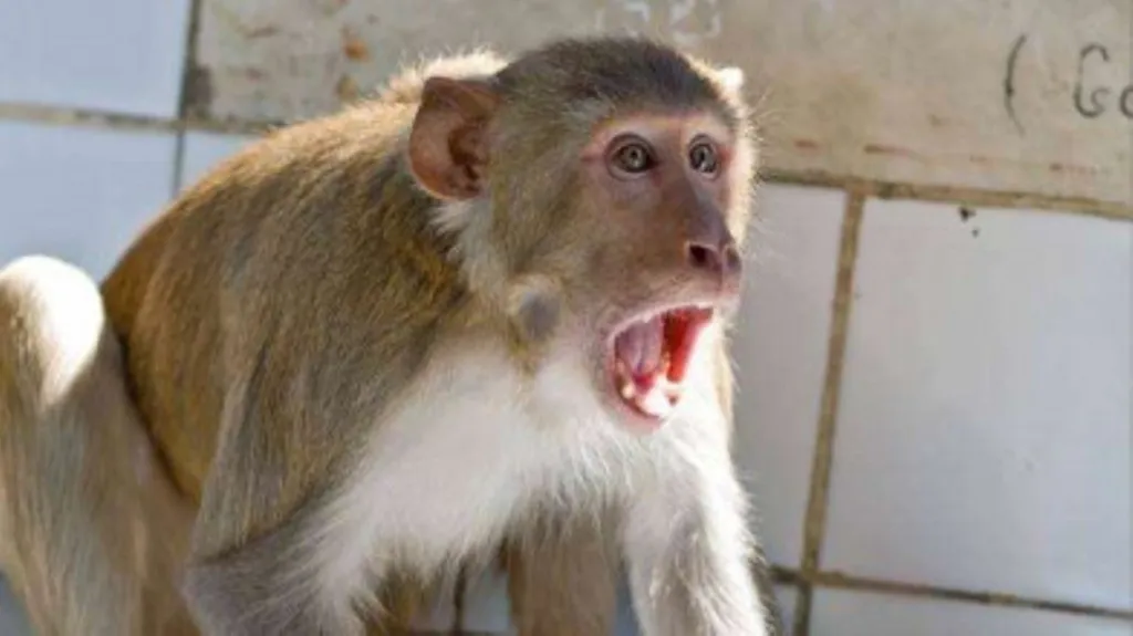 बरेली: बंदरों के झुंड ने अधेड़ पर किया हमला, गंभीर रूप से घायल 