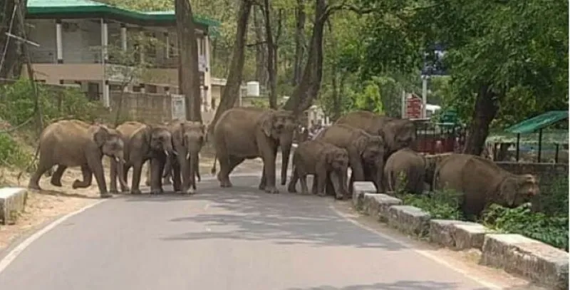 कोटद्वार: नेशनल हाईवे में लगाया हाथियों ने जाम, तस्वीरें हो रही वायरल
