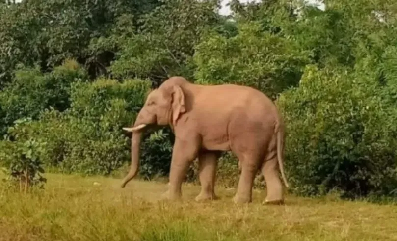 छत्तीसगढ़: हाथी के हमले में एक की मौत, चार मकान क्षतिग्रस्त 