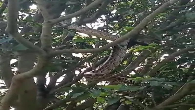 बहराइच: पेड़ पर चढ़ा विशालकाय अजगर, ग्रामीणों में मचा हड़कंप, देखें Video
