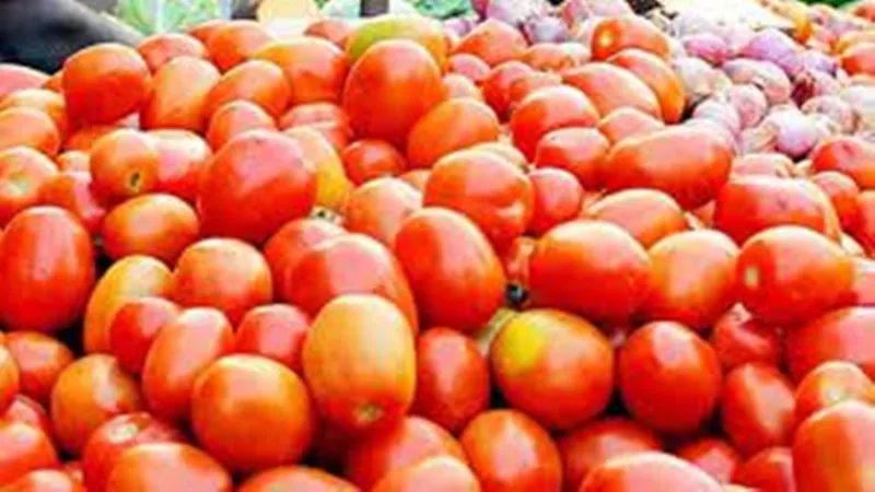 सहारनपुर में टमाटर हुआ और लाल, भाव 250 के पार