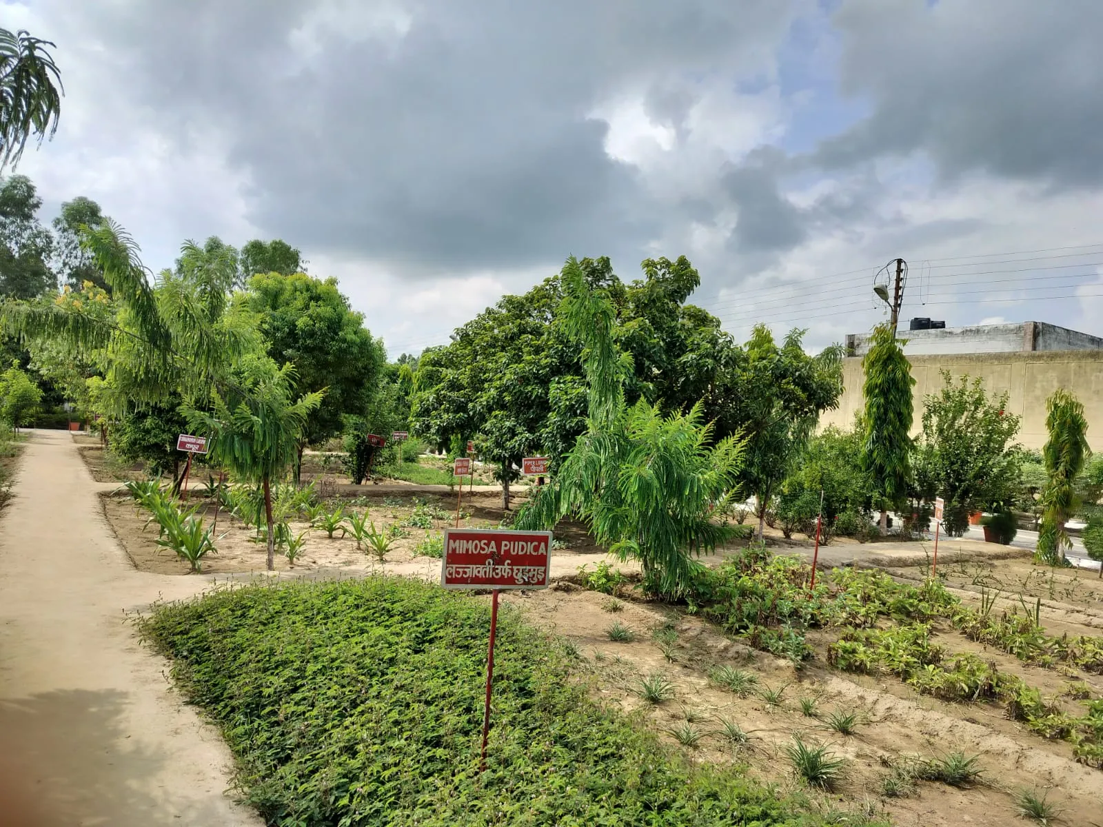 बरेली: जेल में बंदी तैयार कर रहे आयुष वाटिका, वाटिका में लगाई गई कई जड़ी बूटियां