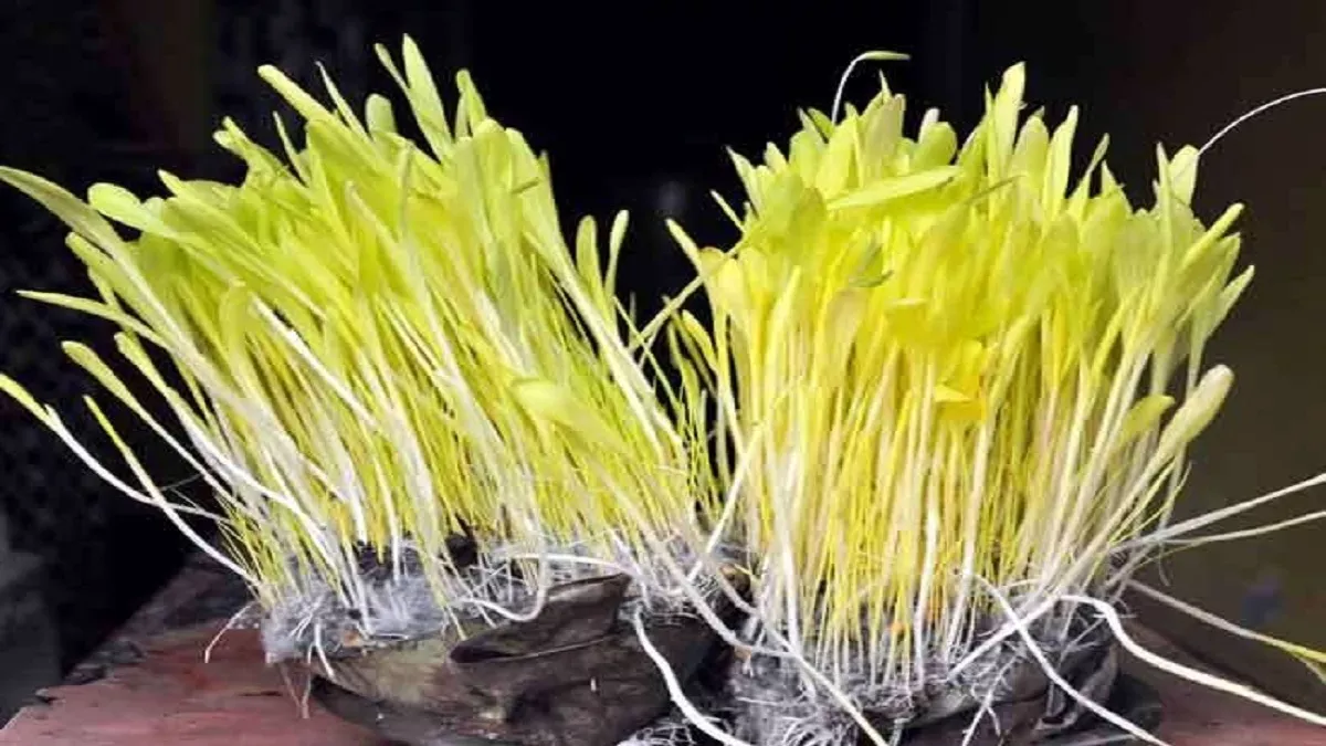 हल्द्वानी: पर्वतीय सांस्कृतिक उत्थान मंच में पांच दिनों तक चलेगा हरेला पर्व