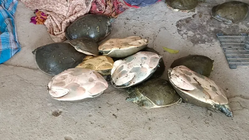 प्रतापगढ़ : 207 कछुआ के साथ जीआरपी ने दो तस्कर पकड़े