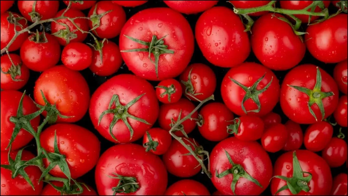 Tomato Rate Spike: दो दिन बाद पहुंची टमाटर की खेप, 250 रुपये प्रति किलो के भाव में हो रही बिक्री 