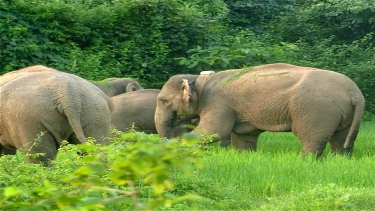 खटीमा: वन्य जीवों की सुरक्षा के लिए वन विभाग अलर्ट