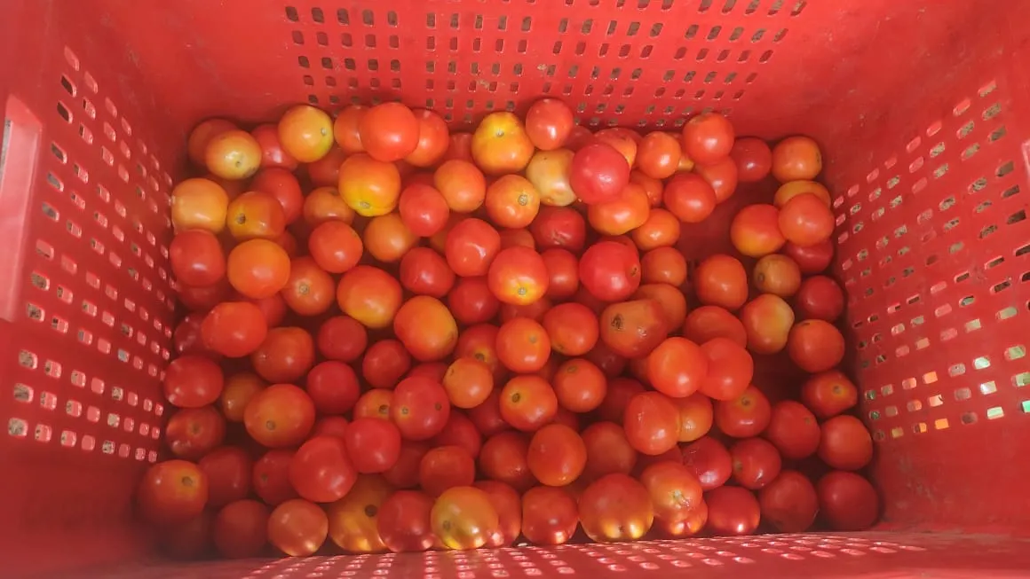 बरेली: टमाटर ने तोड़ा पांच साल का रिकॉर्ड, कई और सब्जियों पर भी महंगाई की मार