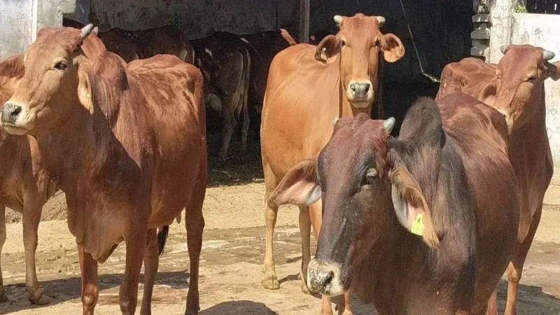 हरदोई : फसलें बर्बाद होने पर गुस्साए गांव वालों ने स्कूल में बंद किए गोवंश - Video