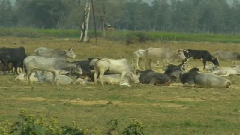 हरदोई : बेदर्दी से खींच कर फेंके जा रहे हैं आश्रय स्थल में बे-मौत मर रहे गोवंश