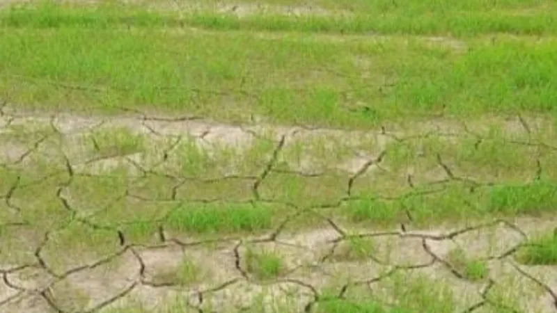 बस्ती मंडल में बारिश ना होने से सूखने लगी धान की फसल 
