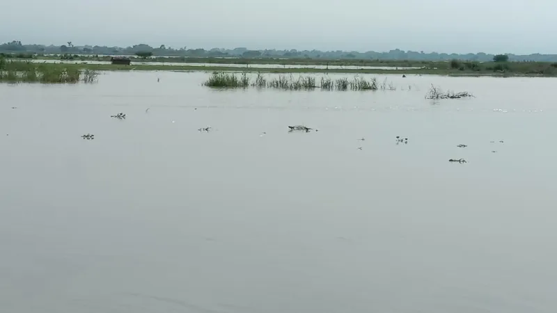 रायबरेली : तेजी से बढ़ रहा गंगा का जलस्तर, बाढ़ की आशंका से सहमे ग्रामीण   