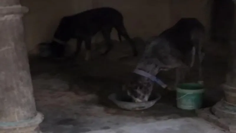 प्रयागराज में अतीक अहमद के कुत्ते को लेकर हंगामा, नगर निगम पर लगा बड़ा आरोप 