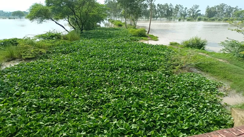 अमेठी : ड्रेन की सफाई न होने से हजारों एकड़ फसल जलमग्न