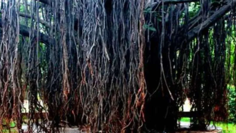 यूपी में 948 विरासत वृक्षों को संरक्षित करेगी योगी सरकार, बनी कार्ययोजना   