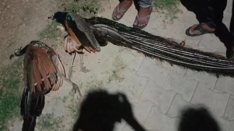 प्रयागराज : राष्ट्रीय पक्षी मोर-मोरनी की करंट लगने से हुई मौत