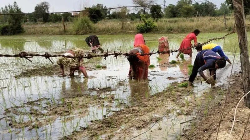 अयोध्या : 92.29 फीसदी धान और सिर्फ 5 प्रतिशत हुई अरहर की बुवाई