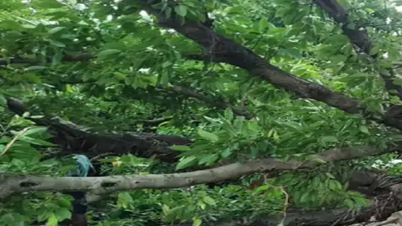 कौशांबी : बारिश में पेड़ की डाल गिरने से 10 वर्षीय बच्‍ची की मौत, भाई घायल 