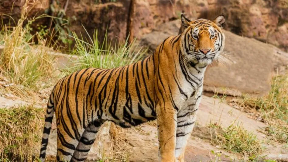 हल्द्वानी: डब्ल्यूआईआई करेगा खुलासा, बाघ उत्तर प्रदेश का था या उत्तराखंड का