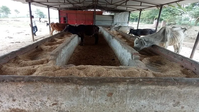 अयोध्या: गोशाला में पानी न हरा चारा, एक हफ्ते में घट गए पशु, गंदा पानी पी रहे हैं गोवंश