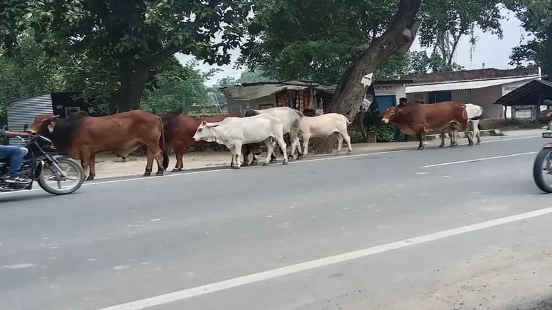 अयोध्या: हाइवे पर छुट्टा पशुओं को लेकर पशु विभाग व नगर पंचायत भिड़े, किसान और दुकानदार संकट में 