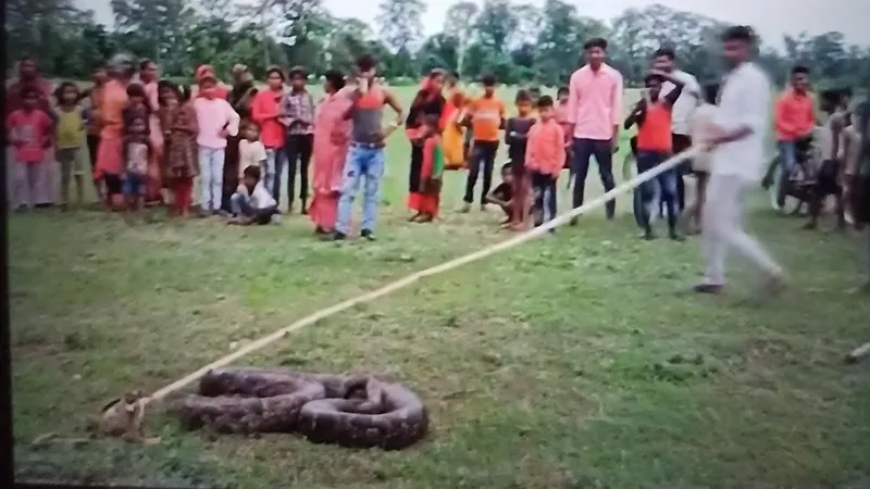 Video: बहराइच में बकरी को निगल गया अजगर तो युवकों ने तालाब से खींचा निकाला बाहर, डीएफओ बोले होगी कार्यवाई